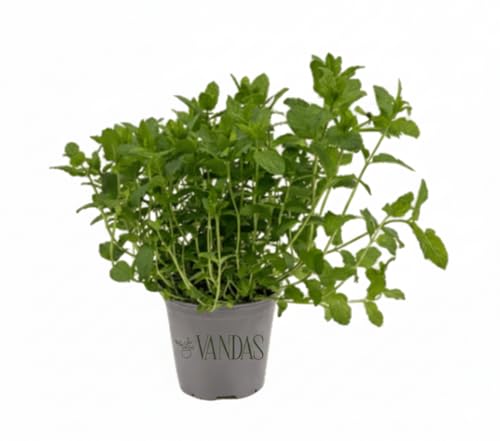 VANDAS Menta Comune – Pianta Aromatica Fresca | Profumo Intenso per Cucina e Infusi | Vaso 12.5cm | Facile da Coltivare | Made in Italy
