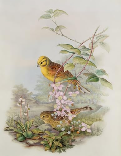 Toile murale oiseau abstrait John Gould décoration salon affiche 60x90
