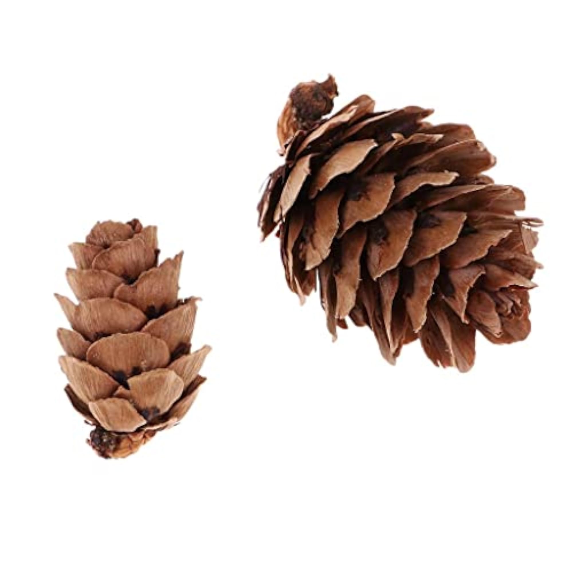 Mixed Size Mini Natural Rustic Dried Pine Cones, 50pcs