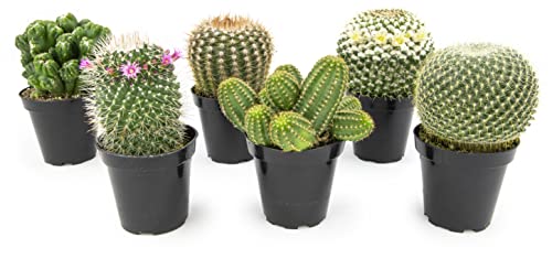 Altman Plants, Assorted Cactus Plants Live Plants (6Pk), Cactus Plant Live Succulents Plants Live Cactus Decor, Indoor Plants Live House Plants In Cactus Soil, Live Cacti Plants Live Succulent Plants #TOP21