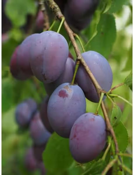 Dwarf Italian Plum Tree Bare Root