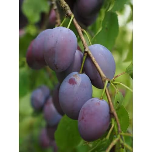 Dwarf Italian Plum Tree Bare Root