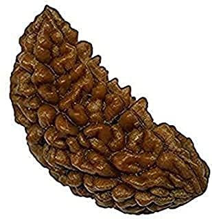 Krishna Gems 1 Mukhi Kaju Dana Face Special Nepal Rudraksha Original Certified (B09GKY78GV) Amazon Price History, Amazon Price Tracker