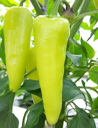 PLANTOGALLERY Vegetable Seeds | Sweet Pepper Green Moti Mirch Hybrid Seeds For Home Gardening (100 seeds pack) (B09BFZKVSX) Amazon Price History, Amazon Price Tracker
