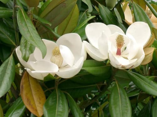 Southern Magnolia Tree - Live Evergreen Plant Shipped 2 to 3 Feet Tall by DAS Farms