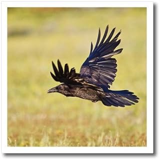 3dRose ht_97472_2 Wyoming, Yellowstone NP, Common Raven in Flight-Larry Ditto, Iron on Heat Transfer for White Material, 6 by 6-Inch