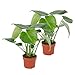 Produktbild 2 Monstera deliciosa"Green" | Fensterblatt | Luftreinigend | Exotische Zimmerpflanzen indoor | Höhe 30-40 cm | Topf-Ø 12 cm