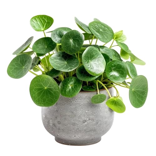 Chinese Money Plant Pilea Peperomioides in 8.5cm Pot Easy Growing Indoor Houseplant Ideal for Home Office or Gifts
