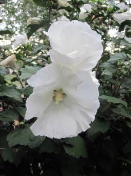 Miniatura 5 de ROSA DE SHARON White-Diana "Hibiscus Syriacus" 20+Semillas Perennes