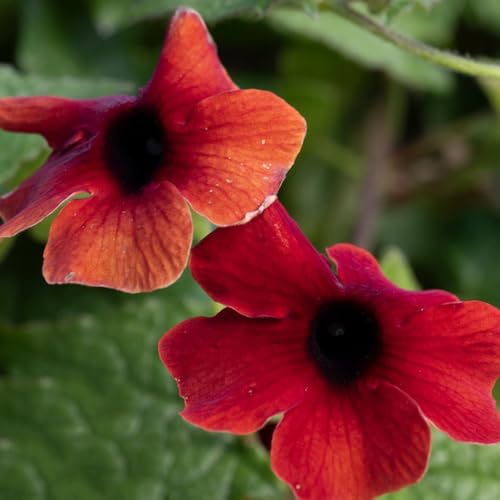 Semillas resistentes de Susan de ojos negros - orgánicas balcón decoración jardín interior 55pcs