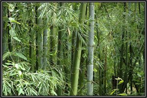 10 Seeds - Bambusa bambos - Indian Thorny Bamboo : Amazon.de: Garden