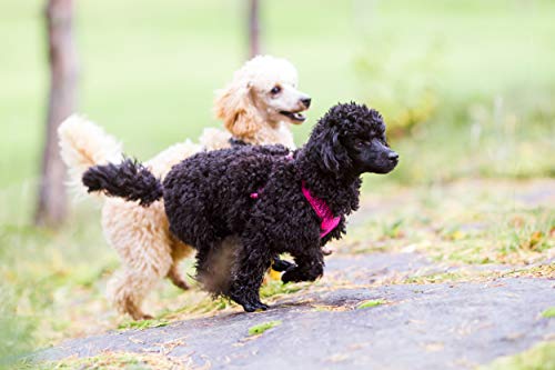 Rukka Pets Mini-Geschirr, Gr. XL, Hot Pink