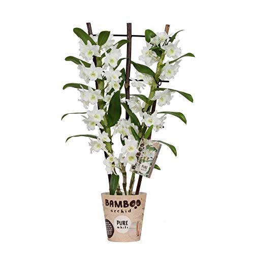 Orchidee von BAMBOO ORCHID - Bambus Orchidee - Höhe: 50 cm, 2 Triebe, weiße Blüten - Dendrobium Nobile Apollon Cover
