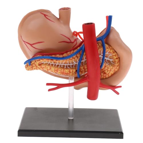Modèle d'anatomie estomac pancréas en haute précision pour science médicale