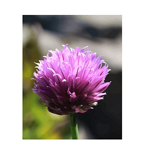 Cadeau de Noël point de croix fleur de ciboulette kit démarrage broderie adulte DIY