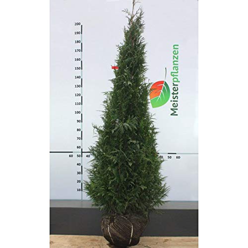 Gardline - Lebensbaum Thuja plicata Martin 180-200 cm. 3-150 Thuja  Pflanzen. Thuja Konifere - 5 St. (ca. 2,5 Meter) : Amazon.de: Garten