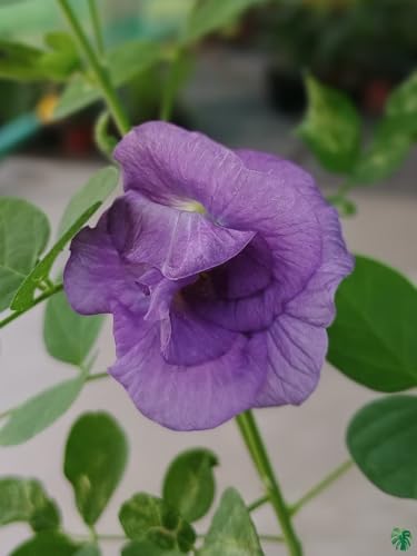 Image of Butterfly Pea Mixed Color Flower Seeds, 35 Count, Double and Single Petals, Medicinal Climbing Vine for Outdoor Garden, Shankhpushpi Hybrid Seeds with Blue, Red, Pink, Yellow Blooms. NLH 3