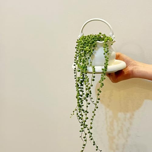 semillas de plantas de guisantes - plantas perennes resistentes plantas resistentes para el jardín planta de balcón planta de guisante balcón invernadero plantas de jardín plantas 50pcs