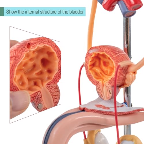 Image of EVOTECH SCIENTIFIC Human Male Reproduction & Urinary System Medical Anatomical Model, 3 Parts Life Size Male Urogenital System Anatomical Model for Medical Teaching Learning Education, Includes Manual