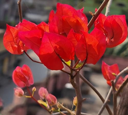 100pcs Red Bougainvillea Flower Seeds
