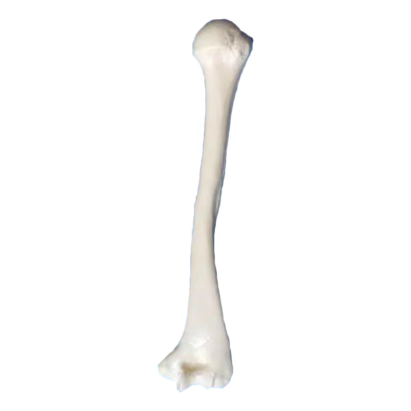 Modello di Scheletro Umano a grandezza Naturale Replica dello Scheletro di Anatomia Medica per Lo Studio dell'anatomia dello Scheletro Umano,Humerus