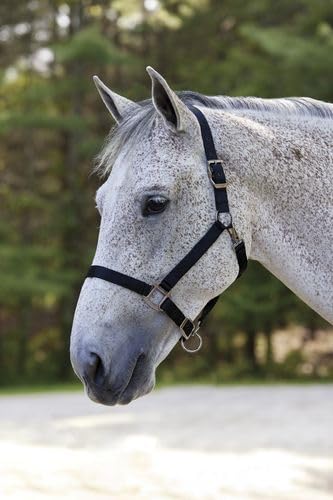 Miniatura 2 de Suffolk - Cabestro de nailon para caballos, color negro, talla grande, OS