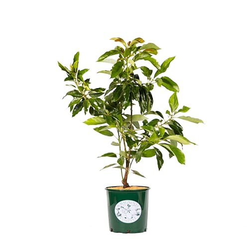 Avocado Tree, Cold Hardy, Live Plant, Grows Large Avocados, Ideal for Gardens, 3-4 Feet...