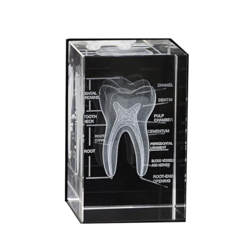 Image of 3D Human Crystal Tooth Model SingleTooth Analysis ModelMedical Dental Education Tool for Educational Science Office Decor Dentists Gifts