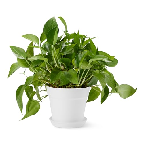 Amazon Basics Blumentöpfe, 20.3 cm, Weiß, 1er-Pack