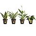 Plants