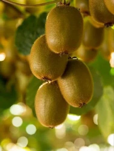 THE PLANT BAZAR-AUSTRIYA KIWI FRUIT PLANTS Kiwi Fruit Live Plant Kiwi, plant Fruit (Grafted) - Fruit Plants & Tree Outdoor Living Indoor Plants (After 1 year fruit) (B0CS69WTZL) Amazon Price History, Amazon Price Tracker