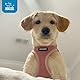 Voyager Step-In Air Hundegeschirr by Best Pet Supplies - All Weather Mesh Step in Vest Harness für kleine und mittlere Hunde, Rosa, size S - Brust 37-40 cm