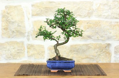 blu Bonsai di Olmo Cinese vaso cm. 15
