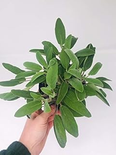 Large Sage Herb Plant in a 1.5litre Pot, Broad Leafed Variety Herb Plant
