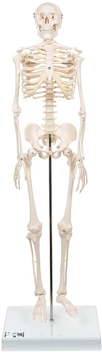 3B Scientific kleines Menschenskelett, Modell „Shorty“, Becken montiert auf einem Sockel A18 + kostenlose Anatomie-Software - 3B Smart Anatomy (evtl. nicht in deutscher Sprache)