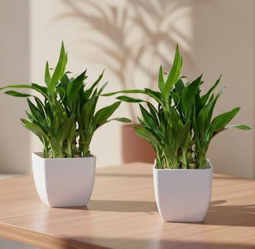Image of Sugram 2 Layer Lucky Bamboo Feng Shui Plant With 3 inch White Square Pot | indoor for living room, Desk, Table Corner, Office (2 Plant with 3 inchInch White Pot)