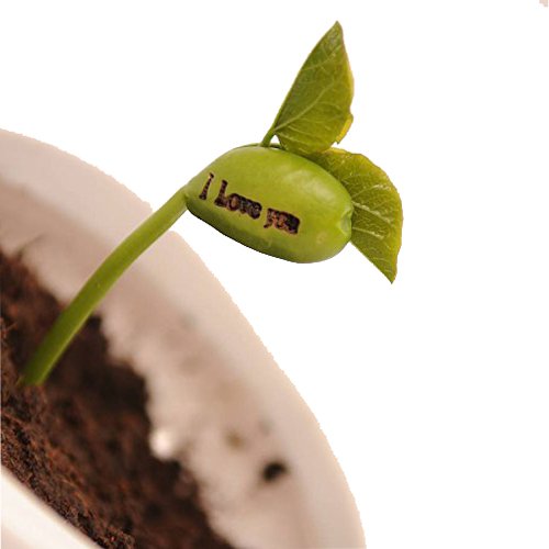 Futaba Magic Growing Message Bean Seeds - 5 Pcs