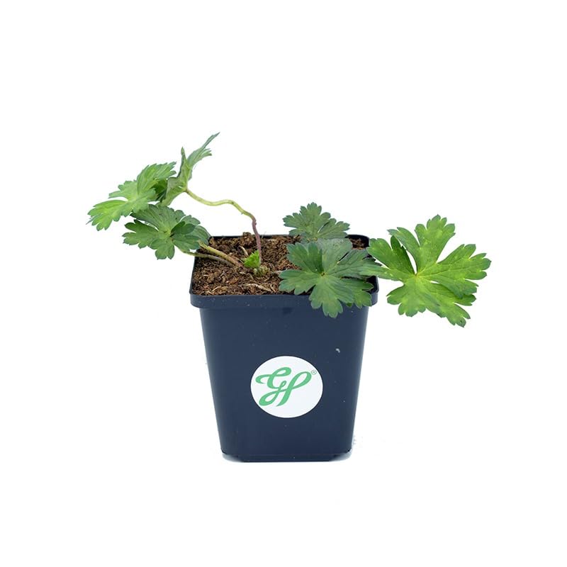50 x Geranium Rozanne - Storchschnabel in 9x9cm Topf