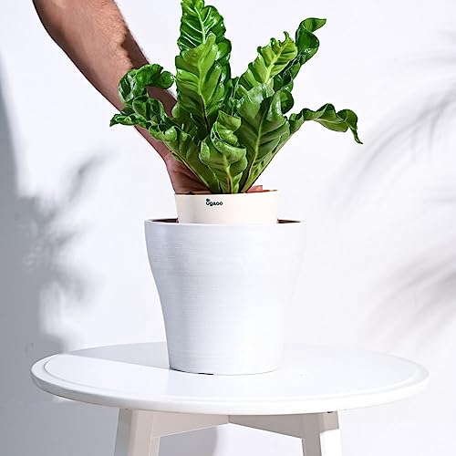 Image of UGAOO Rezer Tivoli Pots Planter for Home & Balcony Garden (Large, White)