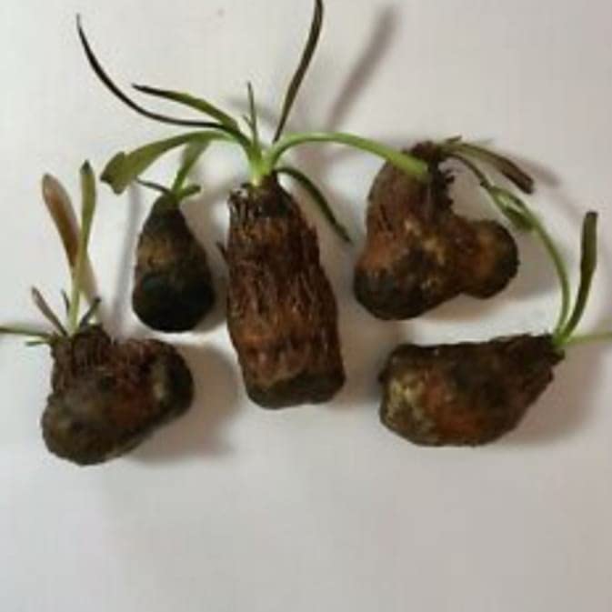 Aquarium live plant seeds/bulbs pak of 5 small (B0B1X6VKX6) Amazon Price History, Amazon Price Tracker