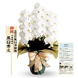 胡蝶蘭専門店らんや 生花 白大輪胡蝶蘭 ３本立ち 30輪程度（つぼみ数含む）育て方ガイド付き【配送停止】北海道、青森県、秋田県、岩手県、山形県、福島県、長野県、山梨県【配送不可】沖縄、離島 /「法人向け」コチョウラン 胡蝶蘭 当選祝い 就任 開店 などのお祝いから「個人向け」 ギフト 誕生日 プレゼント お悔み お供え/白３Ｆ４Ｌ/P1015