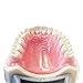 Typodont Teeth Model, with Removable Teeth, Compatible with Kilgore Nissin for Teaching, Study