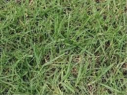 100pcs Kikuyu Grass Plant Seeds