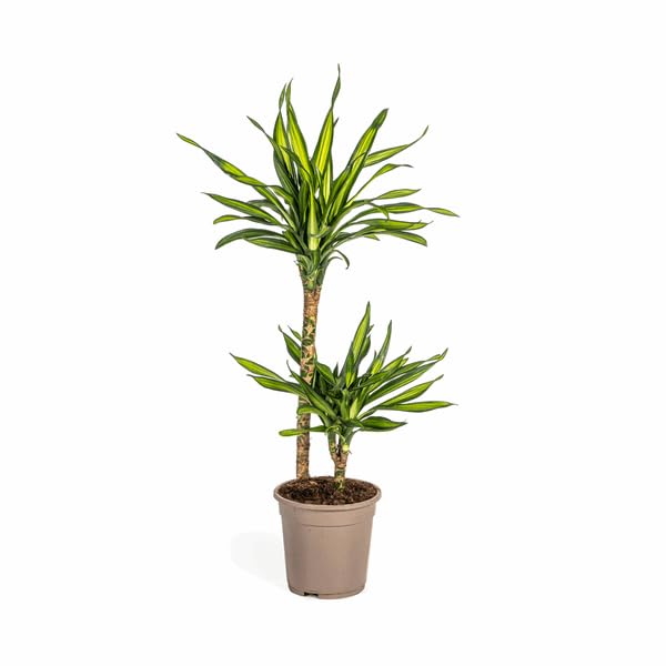 Dracaena deremensis Rikki Drachenbaum 70-90cm 19cm Zimmerpflanze pflegeleicht grüne Blattpflanze für Wohnzimmer Büro Flur dekorative Grünpflanze
