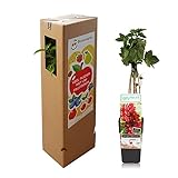 Grosella de Color Rojo - Planta Frutal Natural y de Crecimiento Rápido