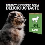 PURINA PRO PLAN | Czułe trawienie | Kompletne karma dla średnich szczeniąt | Promuje zdrowy układ trawienny | Bogata w jagnięcinę | Karma | Torba 3 kg