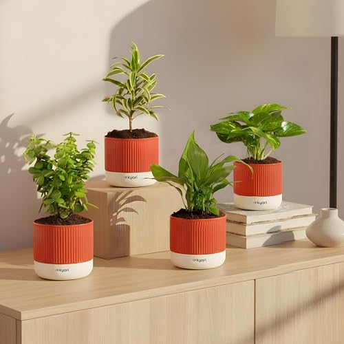 Inexpensive Indoor Decor Ideas 9 Kyari Combo of 4 Indoor Plants – Jade, Peace Lily, Song of India,...