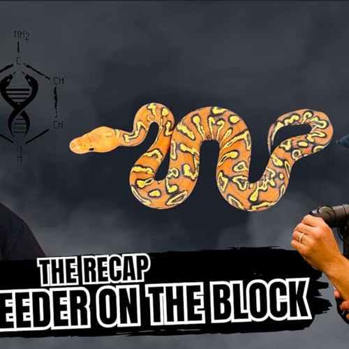 『How Bright Is The Future For All New Ball Python Breeders? | The Recap New Breeder On The Block』のカバーアート