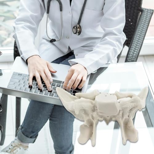 Squelette humain anatomie résistant pour simplifier l'étude de l'os temporal - 4