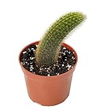 Rare Cactus Plants, 4' Monkey Tail Cactus, Live Succulent Cacti Plants Fully Rooted in Grower Pots, Easy Care House Plant, Unique Gift